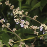 Vitex altissima L.f.